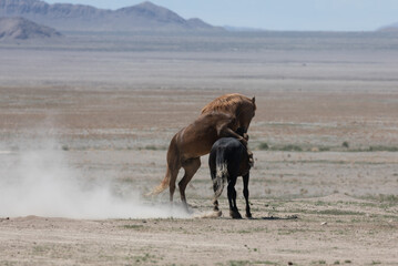 Wild Horse Stallions Fighting in the Utah Desert
