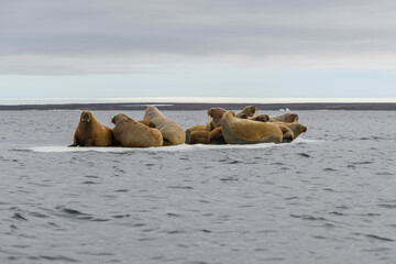 Fototapeta na wymiar Group of walrus resting on ice floe in Arctic sea.