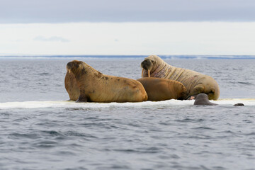 Group of walrus resting on ice floe in Arctic sea.