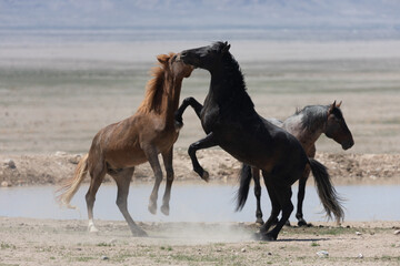 Obraz na płótnie Canvas Wild Horse Stallions Fighting in the Utah Desert