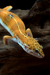 leopard gecko isolated on black background