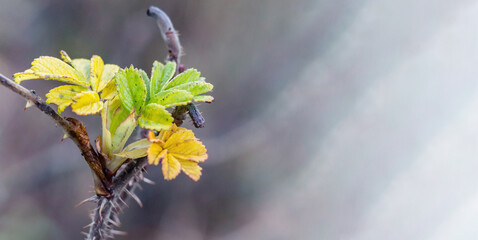 Autumn's yellowed leaves. Background with autumn leaves. A branch with yellow leaves.