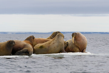 Group of walrus resting on ice floe in Arctic sea.