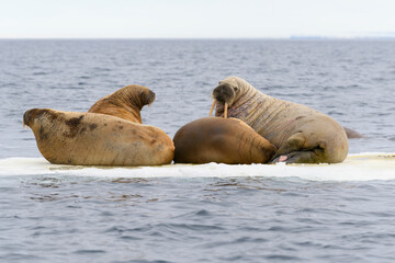 Group of walrus resting on ice floe in Arctic sea.