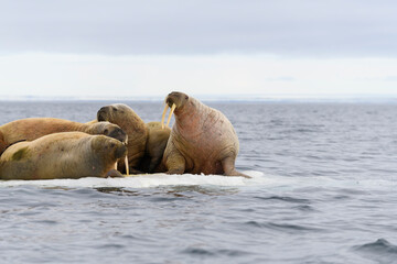 Fototapeta premium Group of walrus resting on ice floe in Arctic sea.