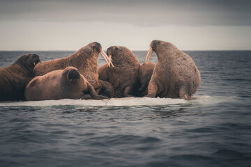 Group of walrus resting on ice floe in Arctic sea.