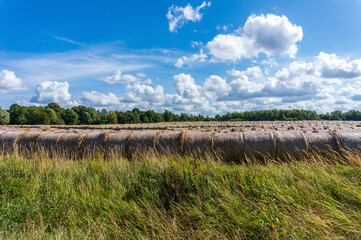 Fototapeta na wymiar Bales of hay in the field. Preparation of animal feed. Rolled hay in the field.