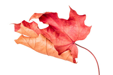 curled fallen red autumn maple leaf isolated on white background