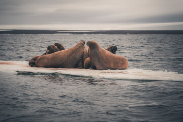 Fototapeta premium Group of walrus resting on ice floe in Arctic sea.