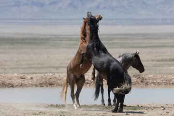 Plakat Wild Horse Stallions Fighting in the Utah Desert