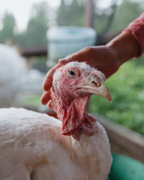 Domestic White Turkey On The Farm. Farm Animals Raised For Food. Thanksgiving Turkey A Traditional Dish. Farming And Animal Husbandry. Pets And Poultry Chickens Ducks And Geese For Sale For Meat And