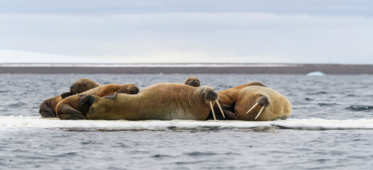 Walrus family lying on the ice floe. Arctic landscape.