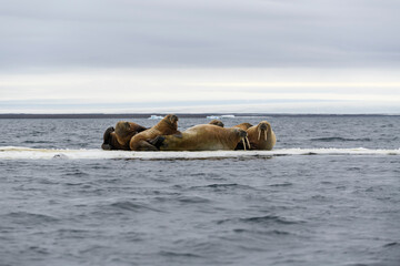 Walrus family lying on the ice floe. Arctic landscape.