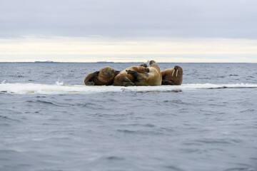 Walrus family lying on the ice floe. Arctic landscape.