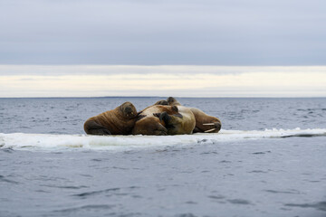 Walrus family lying on the ice floe. Arctic landscape.