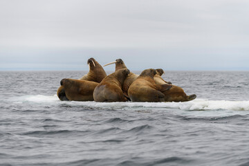 Walrus family lying on the ice floe. Arctic landscape.