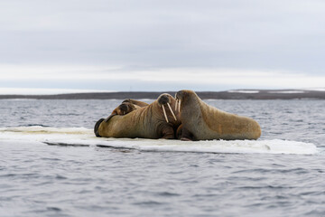 Naklejka premium Walrus family lying on the ice floe. Arctic landscape.