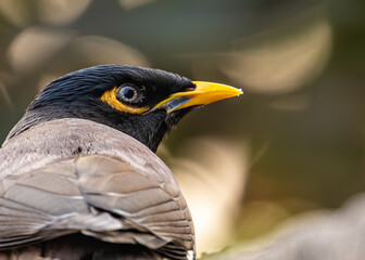 Starling a closer look up