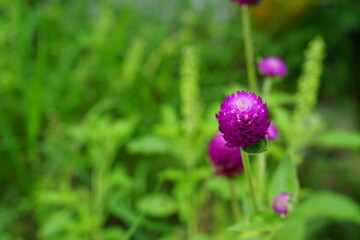 
Amaranth It has purple flowers, slowly withering