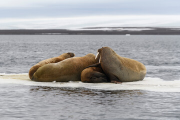 Walrus family lying on the ice floe. Arctic landscape.