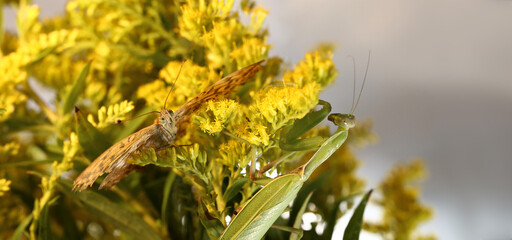 
A butterfly and a praying mantis in a thicket Vitex of yellow autumn flowers ....