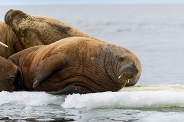 Walrus lying on the ice floe. Walrus head close up.