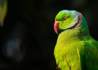 A rose ringed Parrot close up