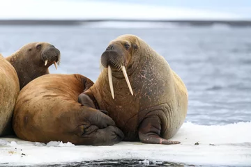 Fotobehang Walrus Group of walrus resting on ice floe in Arctic sea.