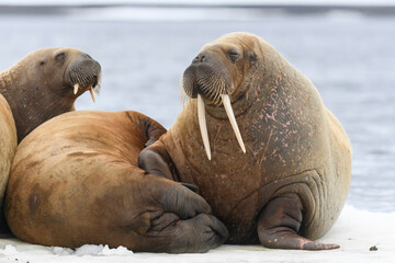 Walrus lying on the ice floe. Walrus head close up.