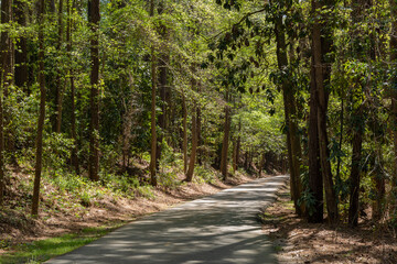 Paved greenway through a wooded area with shade and dappled sunshine, North Augusta South Carolina, horizontal aspect