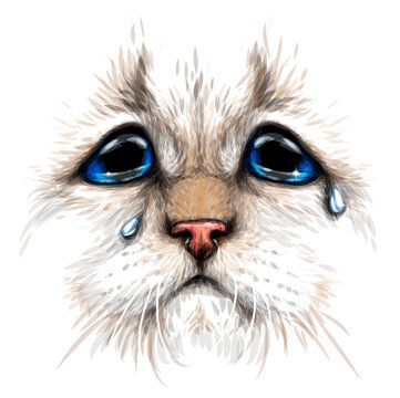 Cat. Creative design. Color portrait of a crying cat with blue eyes close-up on a white background. Digital vector graphics