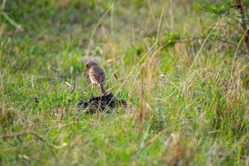 Plain-backed popit hopping around, looking for food