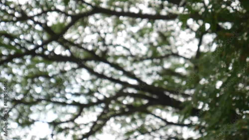 Poster bokeh of light pass on tree in the wood. panning shot.