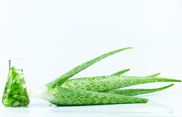 Aloe vera essential oil on tropical leaves background,Fresh Aloe vera sliced with plant and water droplets isolated on white background.