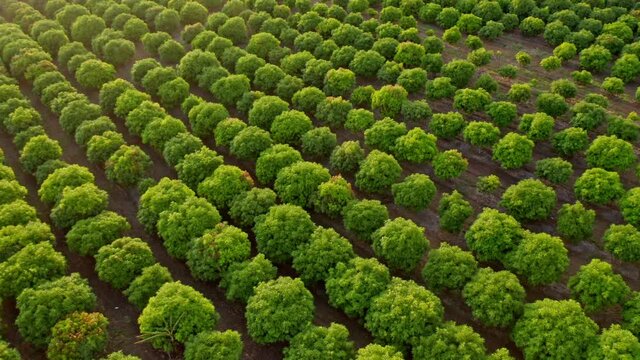 Aerial flyover Mango Tree Farm during sunny day in Dominican Republic