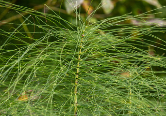 the leaves of a Equisetum arvense plant