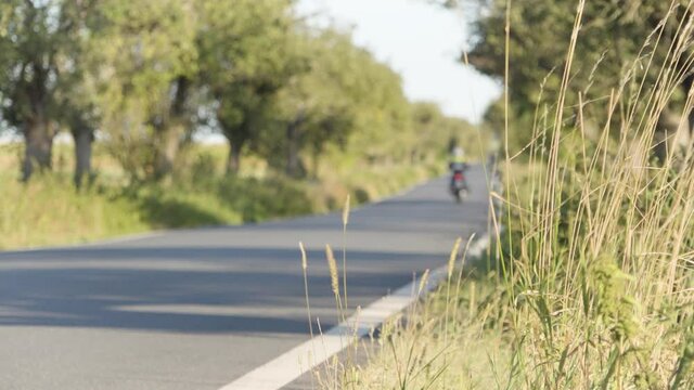 A motorcycle rides down a road in a rural area - focus on grass at the roadside in the foreground
