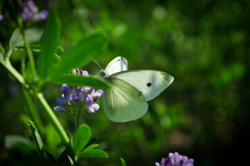 papillon aperçu  