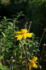The magnified picture of Golden-Wave flowers. 금계국 꽃사진