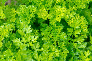 Macro view of fresh green parsley leaves