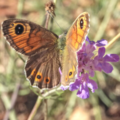 Papillon butinant le nectar d'une fleur