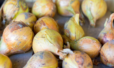 Close up of ripe onion on the table, harvested