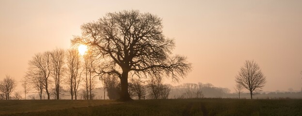 old oak tree in misty morning mood ,  tree burial