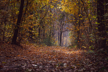 Autumn forest with the yellow trees