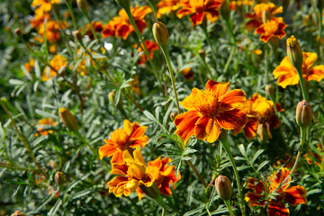 The magnified picture of French marigold flowers.. 만수국(프렌치 메리골드) 꽃사진