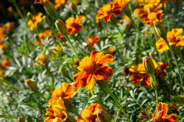 The magnified picture of French marigold flowers.. 만수국(프렌치 메리골드) 꽃사진