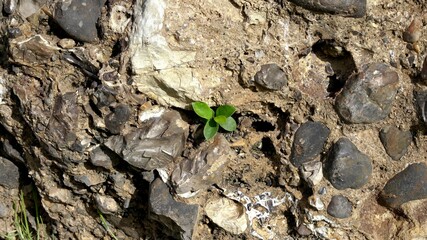 Green leaves on a large stone