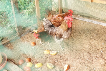 The chicken in the chicken cage. 농장에서 키우는 닭