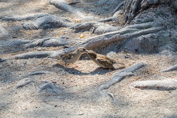 The house sparrow (Passer domesticus), female wild bird is feeding her offspring