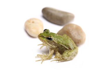Young Marsh Frog and rock isolated on white, Pelophylax ridibundus